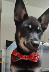 Dog Tie